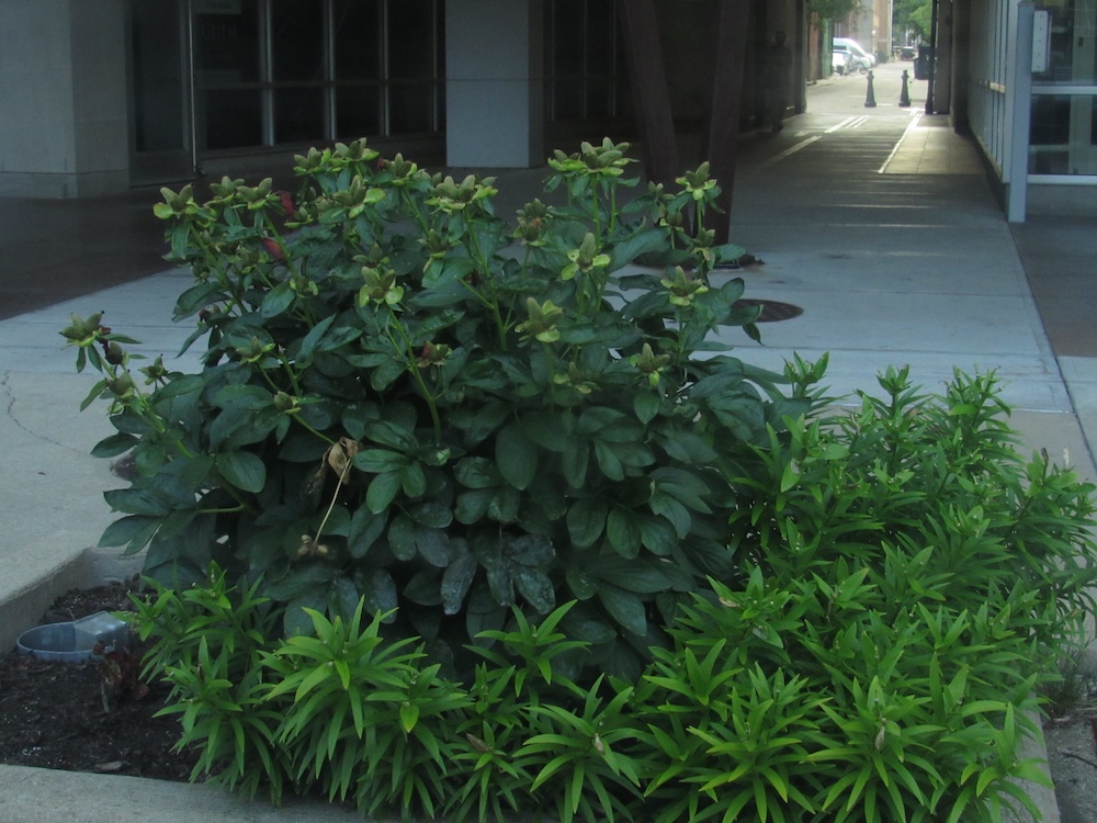 a picture of a bush