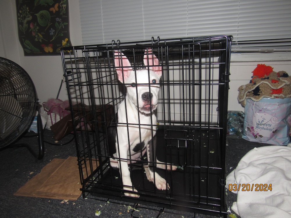 a picture of my dog who I miss dearly.