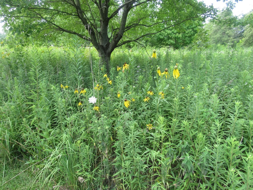 a picture of grass and bushes and stuff at meadowbrooke park.