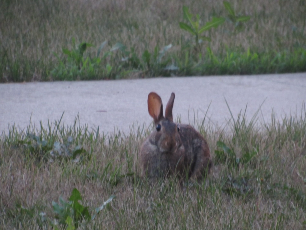 a picture of a rabbit in my yard.